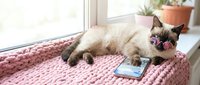 Siamese cat relaxing on pink knitted blanket by window with smartphone, cozy home interior scene for pet lifestyle and technology concepts.