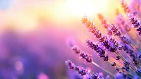 Dreamy lavender flowers against blurred purple and golden sunset background with soft bokeh lights creating romantic summer atmosphere.