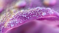 Delicate water droplets on vibrant purple flower petal create magical macro photography effect with soft bokeh background and morning dew detail.