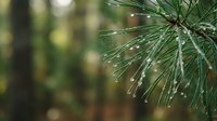 Fresh pine needles with morning dew drops in soft natural light creating peaceful forest atmosphere for wellness and nature themes.