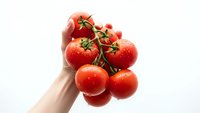 Fresh red tomatoes on vine held in hand against white background, organic vegetables for healthy cooking and nutrition.