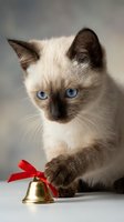 Adorable Siamese kitten with bright blue eyes playing with golden bell tied with red ribbon on neutral background for holiday greeting cards.