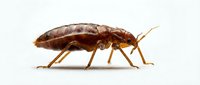 Bed bug isolated on white background, side view of brown parasitic insect for pest control, extermination, and educational materials.