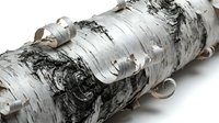 Birch tree trunk with white bark and dark knots isolated on white background, suitable for nature designs, woodland graphics, and environmental projects.