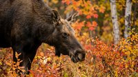 Female moose grazing among vibrant autumn foliage in forest setting with colorful fall leaves and birch trees creating natural wildlife habitat scene.