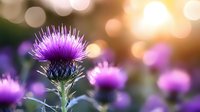 Vibrant purple thistle flower blooming in soft evening light with bokeh background, shallow depth of field creates dreamy natural garden atmosphere.