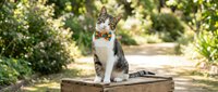 Tabby and white cat wearing a bow tie sitting on wooden post in garden with green foliage background, pet portrait.