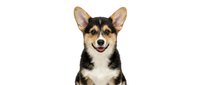 Adorable tricolor Corgi puppy with perked ears and happy expression isolated on white background for pet care designs and marketing materials.