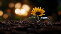 Single sunflower growing from rich soil against blurred golden bokeh background, symbolizing growth, hope and new beginnings in nature photography.