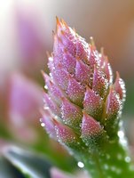 Pink flower bud covered in morning dew drops, macro photography showing delicate water droplets on petals against soft blurred background.