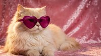 Fluffy orange Persian cat wearing heart-shaped sunglasses on pink velvet background for Valentine's Day romance and love themed designs.
