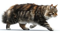 Maine Coon cat with long fluffy fur in brown and white tabby pattern walking gracefully on white isolated background, side view profile of purebred feline.