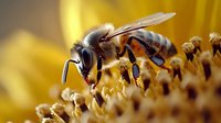Detailed macro shot of honey bee collecting nectar from yellow sunflower, showing intricate wing structure and body segments against blurred floral background.