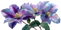 Purple clematis flowers with delicate petals and green leaves isolated on white background for botanical illustrations and floral design projects.