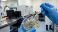 Laboratory technician in blue gloves examining bacterial culture in petri dish with tweezers in modern medical research facility for scientific analysis.