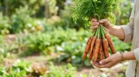 Farmer holding fresh harvested carrots with green tops in garden setting, suitable for agriculture, organic farming, and food production content.