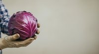 Farmer holding fresh purple red cabbage in hand against neutral background, suitable for organic produce, agriculture, and food marketing materials.