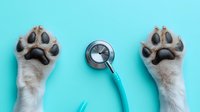 Cat paws and medical stethoscope on turquoise background, creative veterinary medicine concept for pet health care and animal clinic services.