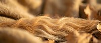 Close-up of golden blonde hair strands with natural waves and texture, soft lighting creates warm tones for beauty and haircare concepts.