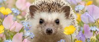 Adorable hedgehog surrounded by colorful spring wildflowers in pastel garden setting for nature and wildlife themed designs.