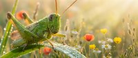 Green grasshopper sitting on wildflower meadow with colorful blooms in soft golden sunlight. Nature macro photography for environmental and wildlife themes.