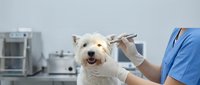 Veterinarian in blue scrubs examining white terrier dog's ear with otoscope in clinical setting for diagnostic checkup.