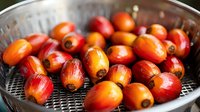 Fresh palm oil fruits in metal colander, bright red and orange raw kernels showing natural organic harvest for cooking oil production.