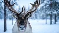 Majestic reindeer with large antlers standing in snowy winter forest landscape, wildlife photography for holiday and seasonal content.