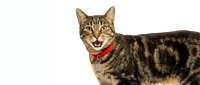 Tabby cat wearing red collar with happy expression on white background, isolated for pet care, veterinary, and animal product design use.