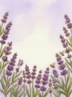 Lavender flowers with green stems frame a soft purple and cream background, featuring two bees pollinating the blooms. Isolated botanical illustration suitable for greeting cards, stationery, and spring designs.