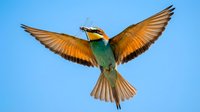 European bee-eater bird in flight with spread wings against blue sky showing colorful plumage and graceful soaring motion for wildlife photography.