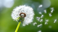 Dandelion seed head with fluffy white seeds blowing away in gentle breeze against soft green bokeh background creating peaceful spring nature scene.
