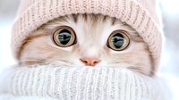 Close up of adorable cat wearing pink knit beanie and white scarf, with big expressive blue eyes peeking out, against light background. Perfect for winter pet content.