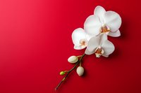 White orchid branch with buds on vibrant red background, copy space for greeting cards, invitations, and floral design projects.