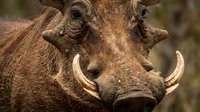 Close-up portrait of African warthog with prominent tusks in natural habitat, showcasing detailed facial features and textured skin for wildlife photography.