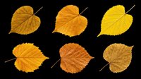 Autumn birch leaves in various shades of yellow, orange, and brown, isolated on transparent background. Ready for t-shirt designs, clipart, stickers, sublimation, print-on-demand products and digital crafts.