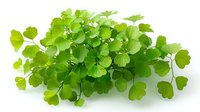 Fresh green maidenhair fern leaves arranged in natural cluster on white background, isolated botanical element for design and decoration purposes.