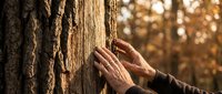 Hands touching rough tree bark in warm sunlight, connecting with nature in peaceful forest setting during golden hour autumn afternoon.