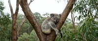 Koala sleeping peacefully in eucalyptus tree branches surrounded by green foliage in natural Australian bush habitat during daytime.