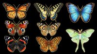 Colorful butterfly collection with seven species isolated on transparent background, ready for stickers, t-shirt design, clipart, sublimation, and print on demand projects.