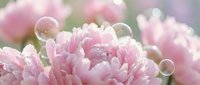 Pink peonies with water droplets and dew, soft focus background. Use for spring floral designs, wedding invitations, greeting cards, and nature-themed projects.