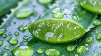 Fresh aloe vera leaf with pure water drops in macro view showing natural moisturizing properties, green botanical background for skincare and wellness.