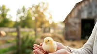 Young chick held in hands on farm with barn and countryside in background. Suitable for agriculture, farming, animal care, and rural lifestyle content.