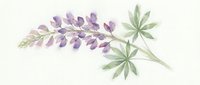 Watercolor lupine flower with purple blooms and green leaves isolated on transparent background for botanical design projects and floral decorations.