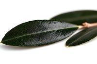 Fresh dark green ficus leaves with water drops on white background, macro photography showing natural texture and shine for wellness and spa designs.