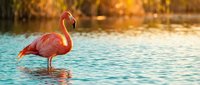 Pink flamingo wading in shallow turquoise water with golden sunlit background, suitable for travel and nature themes.