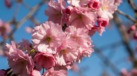 Pink cherry blossom flowers blooming on tree branches against blue sky background. Spring sakura petals in full bloom for seasonal nature photography.