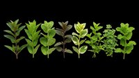 Variety of fresh green mint herb sprigs isolated on transparent background, ready for t-shirt design, clipart, stickers, sublimation, and print on demand projects.