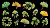 Watercolor ginkgo leaves collection in green and golden tones, isolated on transparent background. Ready for stickers, t-shirt design, clipart, sublimation, and print on demand.