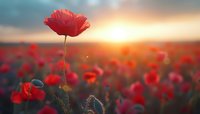 Single red poppy flower blooming in field at golden sunset with warm light creating dreamy atmosphere for nature and spring concepts.